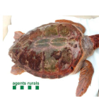 El ejemplar de la tortuga alelada pesa 38 kilos y mide