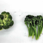 El bimi es un híbrido natural entre el bróculi y la col verde china.