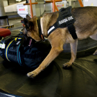 Una imatge genèrica d'un gos policia revisant maletes a la cinta.