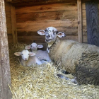 L'ovella i els dos xais recent nascuts es troben al Santuario Gaia, a Camprodon, fora de perill.