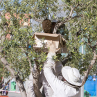 Un instant de la intervenció per traslladar la colònia d'abelles que s'havia instal·lat a peu de carrer.