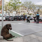 En el momento de ser detenido el hombre llevaba un perro, que llevaba el bozal, y que se ha atado en una de las señales del parking durante la intervención.