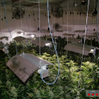 En total se encontraron 2.069 plantas de marihuana en casa del hombre, y lámparas, extractores y todo un sistema de cultivo profesional en los dos domicilios.