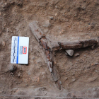 Fragment de banya de cérvol descoberta durant l'excavació, en molt bon estat de conservació