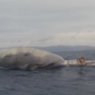 Imagen del cuerpo de la ballena, que flota a la deriva.