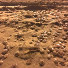 Imagen de las medusas en la arena de la playa de l'Arrabassada, el sábado pasado.