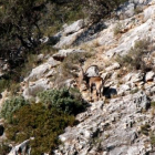 Un exemplar de cabra salvatge al parc natural dels Ports.