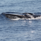 Imagen de archivo del avistamiento de una ballena en las costas catalanas.