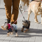 Un grup de gossos passeja per la via pública en una imatge d'arxiu.