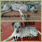 Imágenes de Mingo, el perro desaparecido en el Perelló.