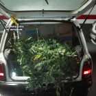 A l'interior del vehicle hi havia fins a 330 plantes de marihuana.