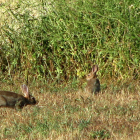 Imatge d'arxiu d'una zona de caça on proliferen els conills.