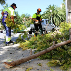 Pla general d'operaris de la brigada municipal de Valls retirant un arbre caigut. Imatge del 24 de juliol de 2017