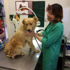 Tayson, el gos que va arribar fa una setmana, ferit, anèmic i amb prop d'un miler de paparres