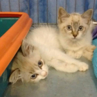 Dos de los gatitos que se podrán adoptar a la sesión de las Gavarres.