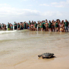 Plano general de una tortuga alelada adentrándose en el Mediterráneo en medio de una gran expectación en la playa Llarga de Tarragona, el 31 de agosto del 2016.