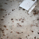 Imagen de decenas de cucarachas muertas, resultado de la última fumigación que hicieron los vecinos.