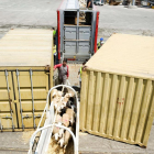 Imatge d'arxiu d'una càrrega de bestiar viu al Port de Tarragona.
