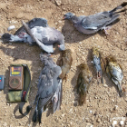Les peces comissades al caçador que utilitzava un reclam electrònic.