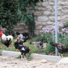 Un grup de galls que viuen en el solar que conté l'immoble de la Torre Forta.
