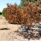 Pla general d'Òscar Navarro mostrant un arbre mort a la seva finca amb caus de conill al seu voltant. Imatge del 27 de juliol de 2017