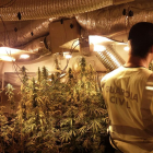 Se requisaron un total de 287 plantas de marihuana.