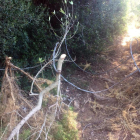 Imatge d'ahir al matí del cablejat tallant un sender del camí de Mas d'en Vives de Calafell.
