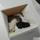Los gatos fueron abandonados en una caja de cartón.