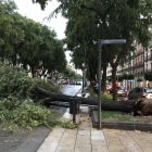 Una dels arbres que ha caigut a la rambla Nova de Tarragona a causa de la tempesta.