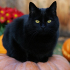 Un gat negre durant els dies de Halloween.