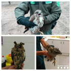 Los tres pájaros se han trasladado a los centros de fauna.