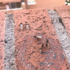 Imágenes de hormigas voladoras en la zona de Torres Jordi en Tarragona.