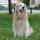 Imagen de archivo de un perro de la raza Golden Retriever.