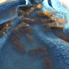 Ejemplares de los cangrejos que ayer fueron liberados.