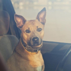 Imatge de recurs d'un gos tancat a un cotxe.
