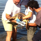 Alliberament d'una tortuga babaua el passat mes de novembre.