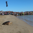 Pla obert de l'alliberament d'una de les tortugues, que avança cap al mar davant l'expectació del públic, a Sant Carles de la Ràpita. Imatge del 29 d'octubre de 2017
