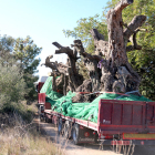 Uno de los camiones cargado con olivos milenarios en Ulldecona.