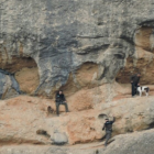 Imatge del rescat dels tres gossos a Benissanet.