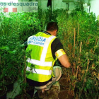 Els agents van localitzar 293 plantes de marihuana a l'interior de la casa.