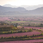La Ribera d'Ebre en flor, en una imatge de l'any passat.