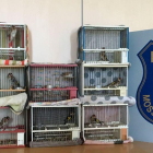 Imagen de los jilgueros recuperados que se servían por|para la caza ilegal de pájaros fringílidos mediante red abatible.