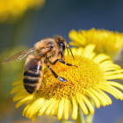 GEPEC impulsa una campaña para aumentar la presencia de abejas, mariposas y abejones en Tarragona