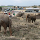 Els animals han qeudat lliure per la zona després de l'accident.