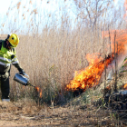 Un miembro del GEPIF prende fuego a un senillar en la zona de la balsa de las Olles, en el parque natural del delta del Ebro.