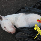Imatge del gos trobat pels agents de la Guàrdia Civil.
