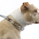 Un gos amb un collar de punxes que està prohibit.