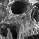 Imatge d'arxiu d'un crani humà.