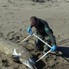 El delfín apareció muerto en la playa de la Bassa de la Arena.