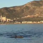 Imagen de uno de los delfines vistos en la bahía de los Alfacs.